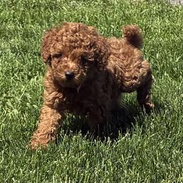 Poodle Puppies from Top Shelf Toy Dogs