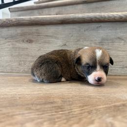 Gouda - Sable and white male American Corgi puppy in Pahrump, Nevada from Desert Sunset Corgis