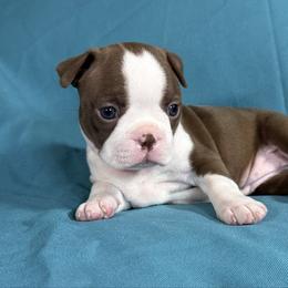 Neva - Red female Boston Terrier puppy in Kingsport, Tennessee from Dreamweaver Bostons