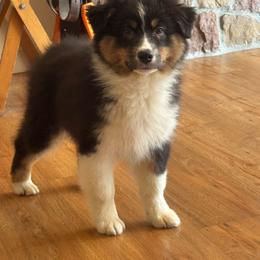 BTM2 - Black tri-color male Australian Shepherd puppy in Chehalis, Washington from Wandering Acres Ranch