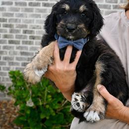 Aussiedoodle Puppies from Middle Swamp Poodles and Doodles