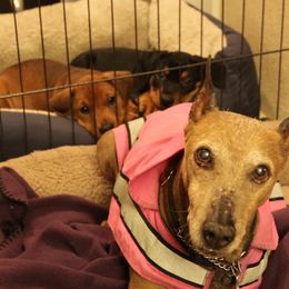 German Pinscher Puppies from RiverRAT Barn Hunt