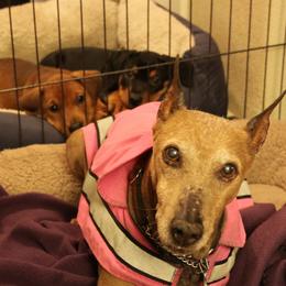 German Pinscher Puppies from RiverRAT Barn Hunt