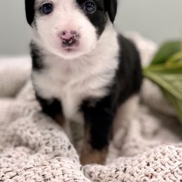 Aussiedoodle Puppies from Ever After Mini Doodles
