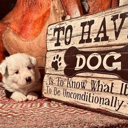 “Tomik” Boy 1 - Border Collie puppy in Salado, Texas from Stellar Kennels
