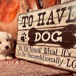 “Tomik” Boy 1 - Border Collie puppy in Salado, Texas from Stellar Kennels