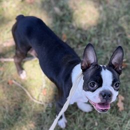 Willow - Boston Terrier