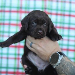 Belle ready xmas - Chocolate female Labrador Retriever puppy in Williamston, Sc, South Carolina from Dutton Dog Co & Dalla Grazia Doberman