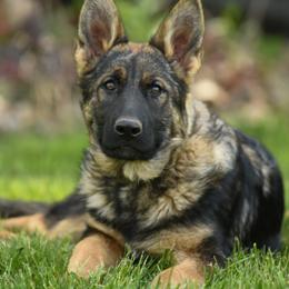 German Shepherd Puppies from Auf der Marquis German Shepherds