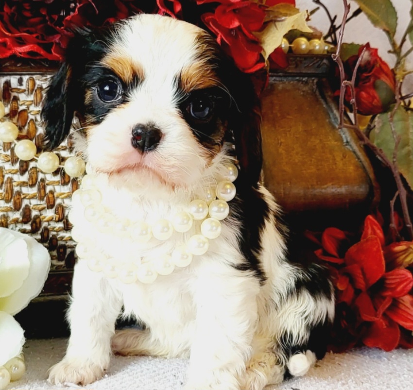 Cavalier King Charles Spaniel Puppies from Puppyloversplace