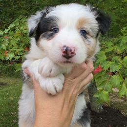 Cort - Blue merle male Australian Shepherd puppy in Makanda, Illinois from S.I. Aussie