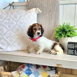 AKC Meet Jasper :) - Piebald male Dachshund puppy in Centerville, Iowa from Barnyard Dachshunds, Dals & Doodles