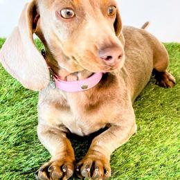 Graycie - Dachshund