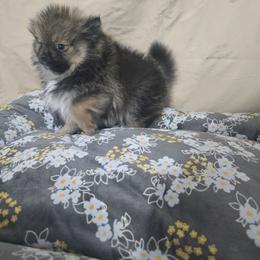 Mr Bossy - Wolf sable male Pomeranian puppy in Texas from Ruby's Poms
