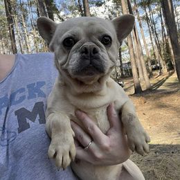 French Bulldog puppies from Royal Destiny Kennels