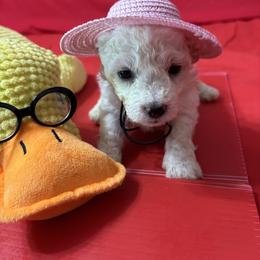 Baby - Red collar - White female Bichon Frise puppy in 63101 (St. Louis Metro Area), Missouri from BichonSTL