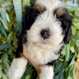 Yankee - Tri-color male Bernedoodle puppy in Superior, Arizona from Mountain Bridge Doodles