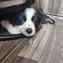 Token - Black and white male Border Collie puppy in Ocala, Florida from Oddity Kennels