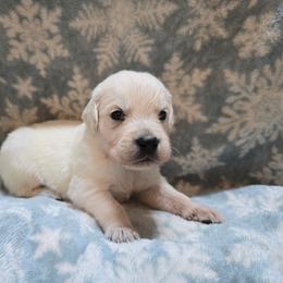 Boy 3 - Light golden male Golden Retriever puppy in Savannah, Georgia from Golden Point Retrievers