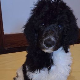 Poodle Puppies from White Comet Poodles