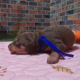 Bella Blue Bayou - Chocolate and tan female Miniature Pinscher puppy in Baton Rouge, Louisiana from Pike's Pups