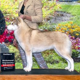 Reba - Siberian Husky