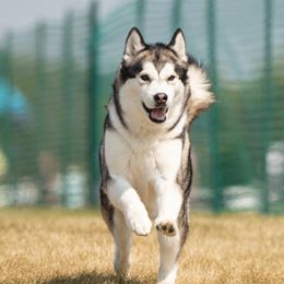 Alaskan Malamutes from Crosswynds Kennels