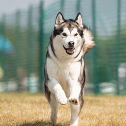 Alaskan Malamutes from Crosswynds Kennels