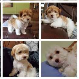 Lola - Havanese