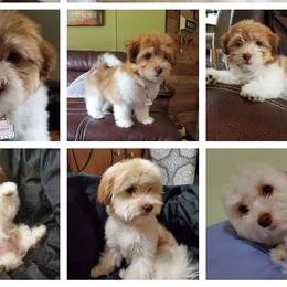 Lola - Havanese