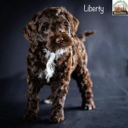 Liberty - Chocolate female Australian Labradoodle puppy in Cashmere, Washington from Mountain Home Doodles
