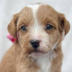 Bernedoodles, Cockapoos, and Double Doodles from Bluegrass Doodle Buddies