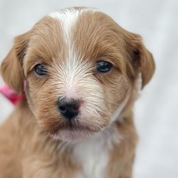 Bernedoodles, Cockapoos, and Double Doodles from Bluegrass Doodle Buddies