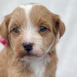 Bernedoodles, Cockapoos, and Double Doodles from Bluegrass Doodle Buddies