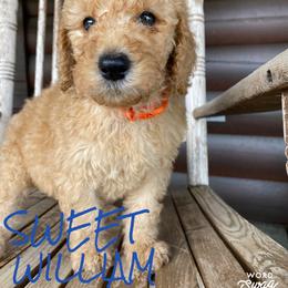Goldendoodle Puppies from Bear Ridge Doodles