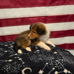 Walker - Sable and white male Shetland Sheepdog puppy in Altha, Florida from Hill Top Shelties