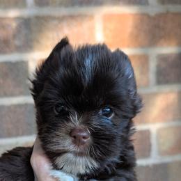 Prissy - Liver female Yorkshire Terrier puppy in Gaylesville, Alabama from Sweet Alabama Yorkies