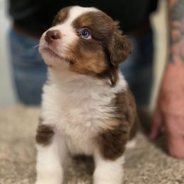 Boy 3 - Red tri-color male Miniature American Shepherd puppy in Artesia, New Mexico from Flawlessly Kennel