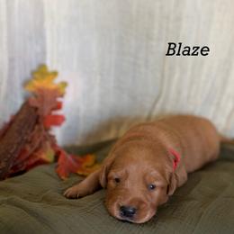 Blaze - Dark golden male Golden Retriever puppy in Fruitland, Idaho from Bethel Retrievers