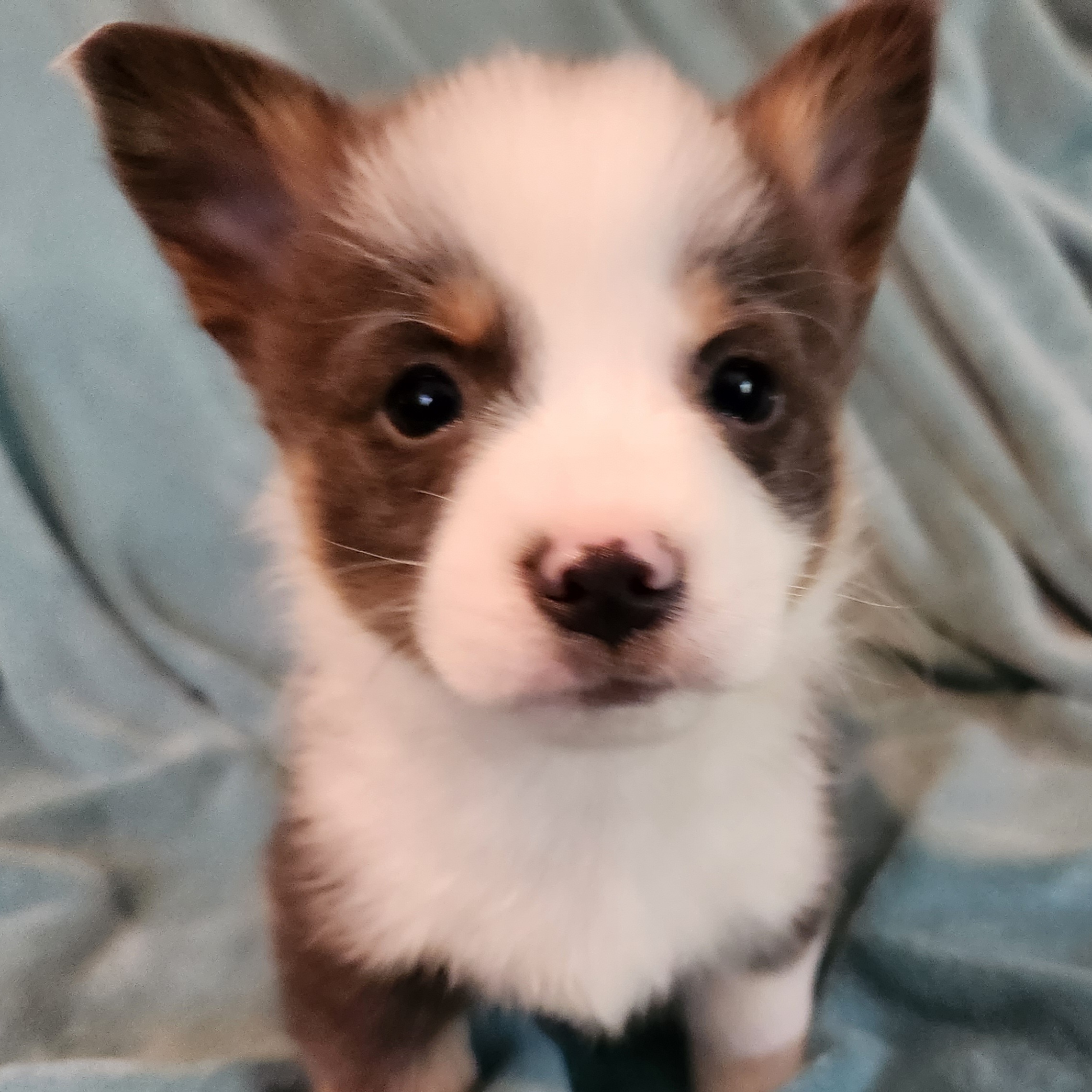 Pembroke Welsh Corgis from Workman Farms