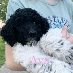 Double Doodle Puppies from Little Muddy Doodles