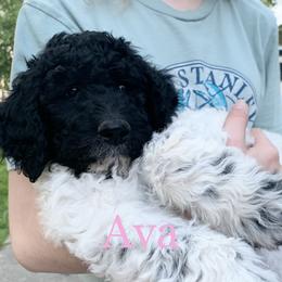 Double Doodle Puppies from Little Muddy Doodles