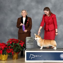 Pembroke Welsh Corgi Puppies from Cattal Corgis