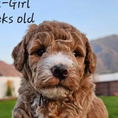 Girl 2 - Red Labradoodle puppy in Payson, Utah from Utah County Labradoodles