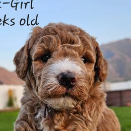 Girl 2 - Red Labradoodle puppy in Payson, Utah from Utah County Labradoodles
