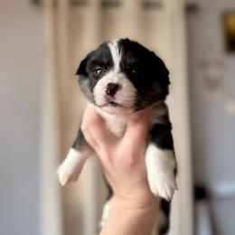 Blue Female - Black and tan female Pembroke Welsh Corgi puppy in La Porte City, Iowa from Cedar River Corgis