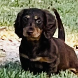 Dachshunds from TrimDachHaus