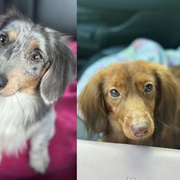 Dachshund puppies from ThePuppyVille