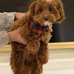 Havapoo Puppies from Havapoo Kennels