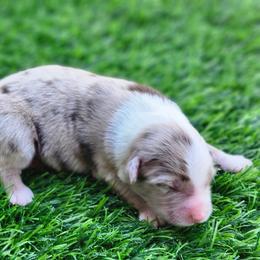 Walker - Red merle male Miniature Australian Shepherd puppy in Nacogdoches County, Texas from Penn Creek Aussies